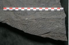 Foto (Detailansicht) von Sigillaria sp. (NHMW-GEO-2024-0188-11242)